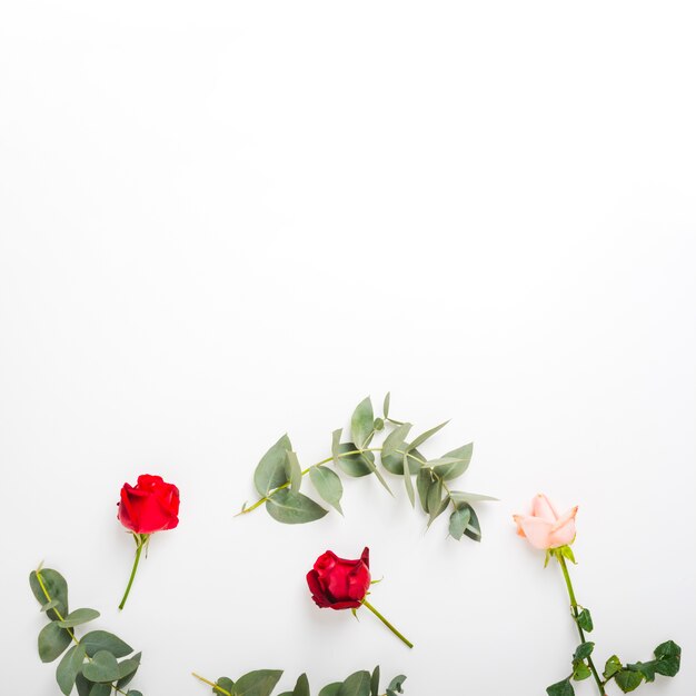 Red and pink roses with twig on white background