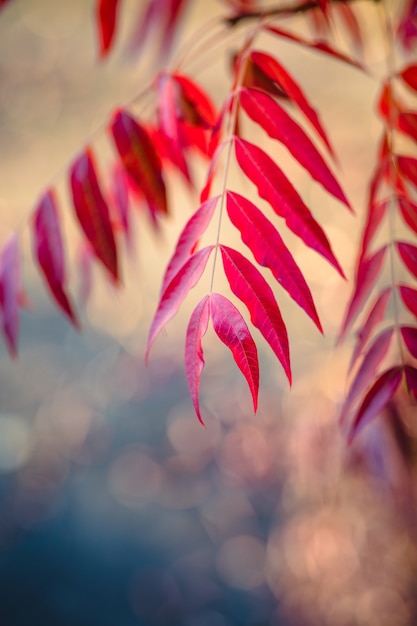 Red plant leaves