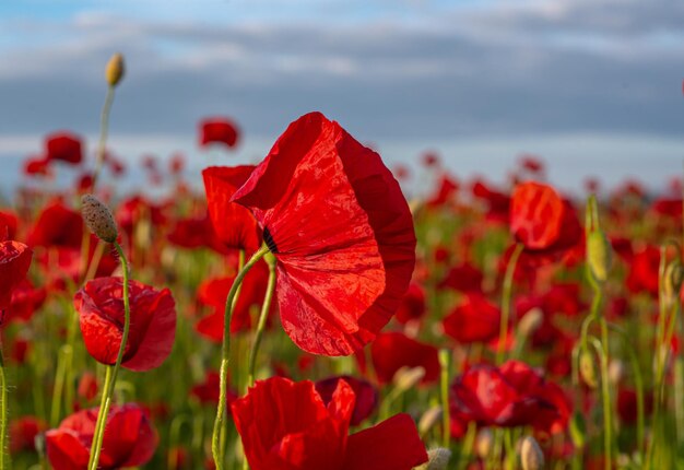 Remembrance Poppy Images | Free Vectors, Stock Photos & PSD