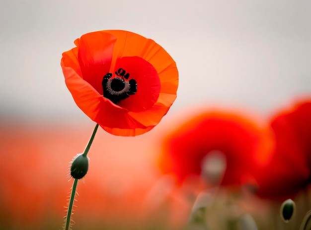 A red poppy is in the foreground with other flowers in the background.