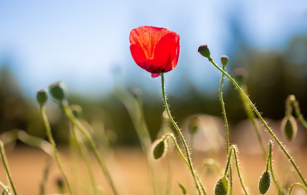 Free photo red poppy in the middle of a field