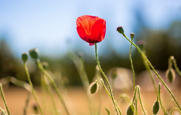 Red poppy in the middle of a field