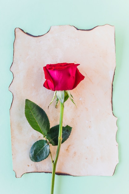 Free photo red rose branch on old paper