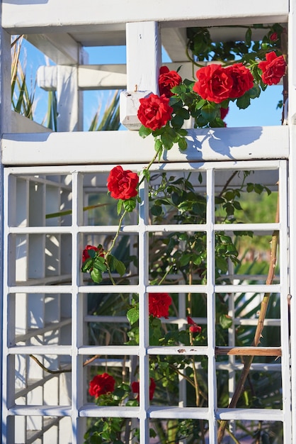 Red rose bush in the garden close up in summer.