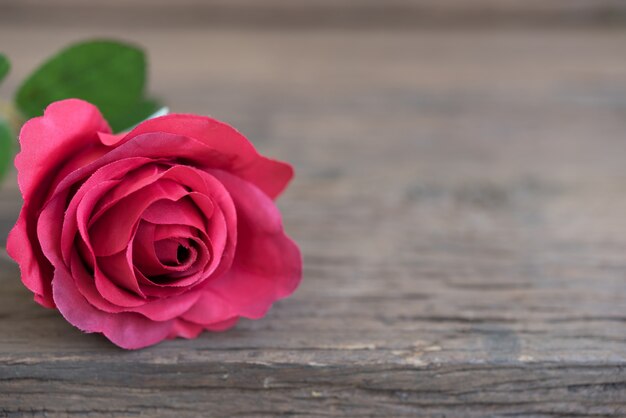 Red rose closeup