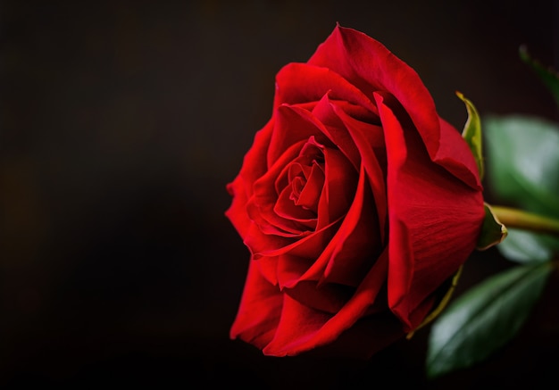 Red rose closeup