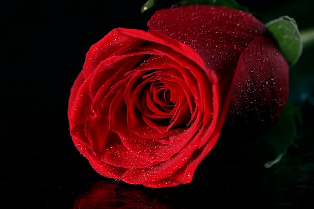 Red rose in darkness