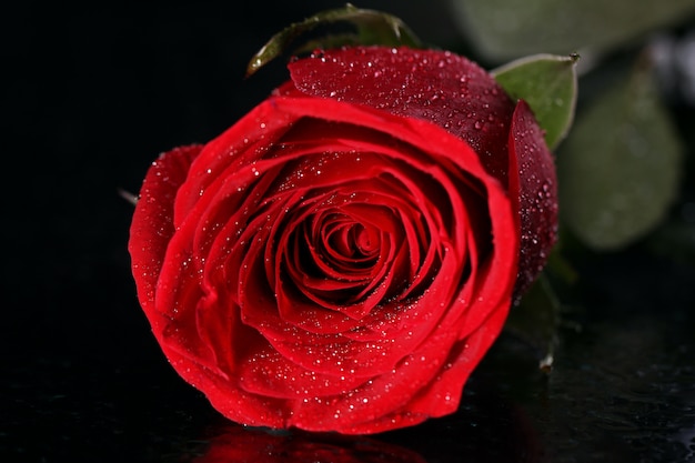 Red rose in darkness