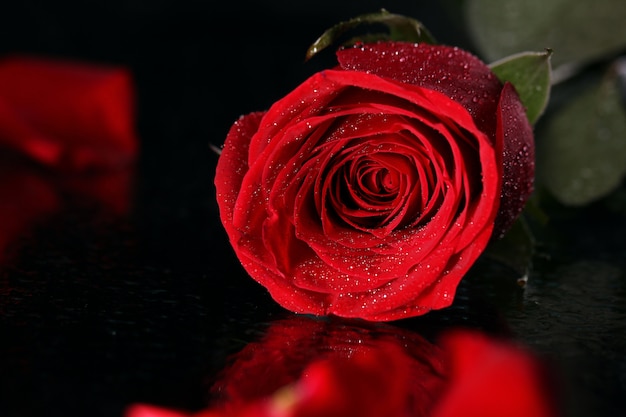 暗闇の中で赤いバラ