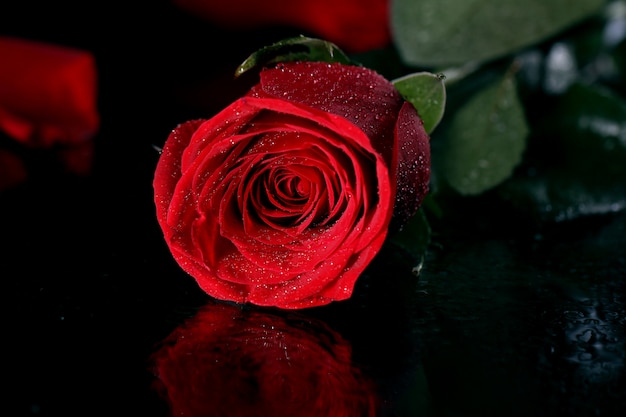 Red rose in darkness