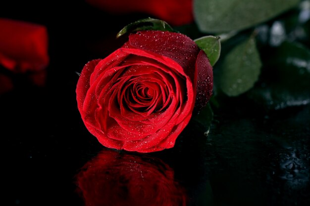 Red rose in darkness