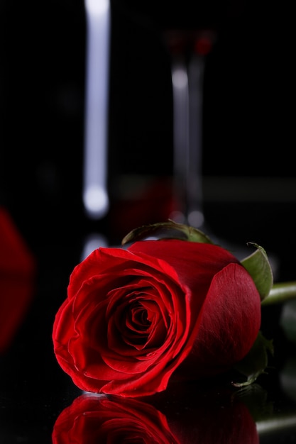 Red rose in darkness