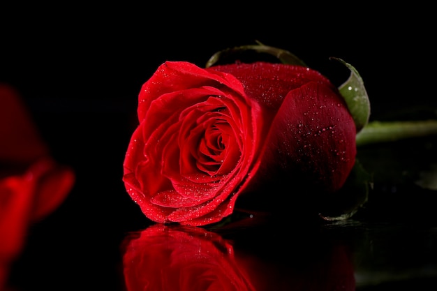 暗闇の中で赤いバラ