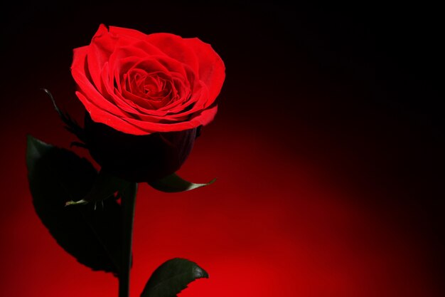 Красная роза в темноте