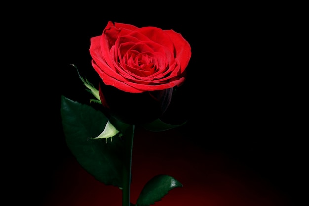 Красная роза в темноте