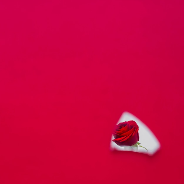 Red rose flower in mirror piece reflection