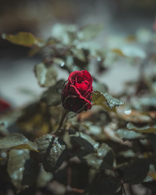 水滴と赤いバラの花