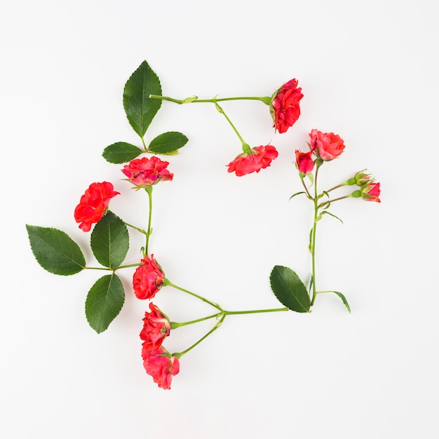 Free photo red rose flowers and leaves on white background