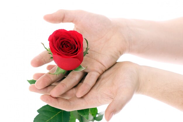 Red rose in hands