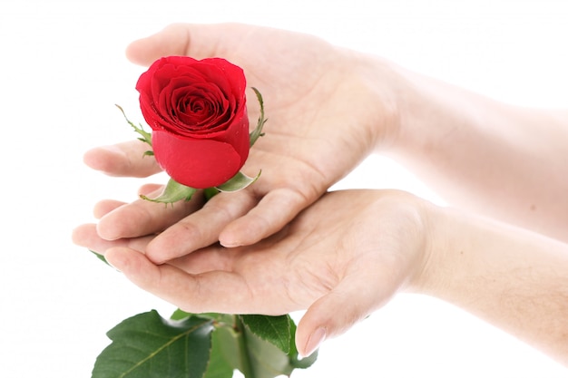 Red rose in hands