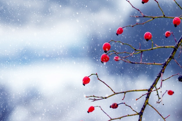 Красные плоды шиповника на размытом фоне зимой во время снегопада
