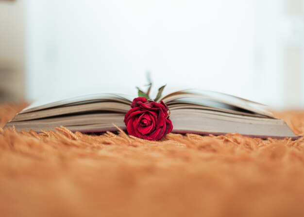 Местные книжные магазины, в которых можно приобрести книги