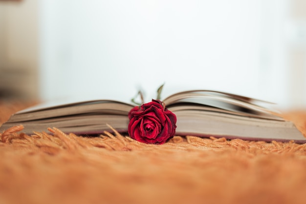 Red rose inside an open book