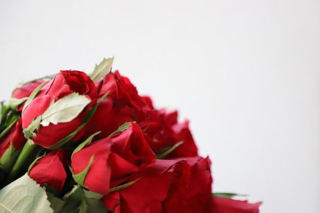 Красная роза Многофункциональный фон для юбилея, свадьбы, дня рождения или других торжеств