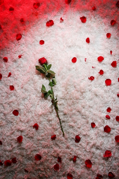 Free photo red rose and petals carpet