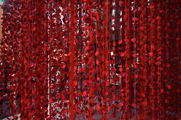 Red rose petals hang on threads from the ceiling