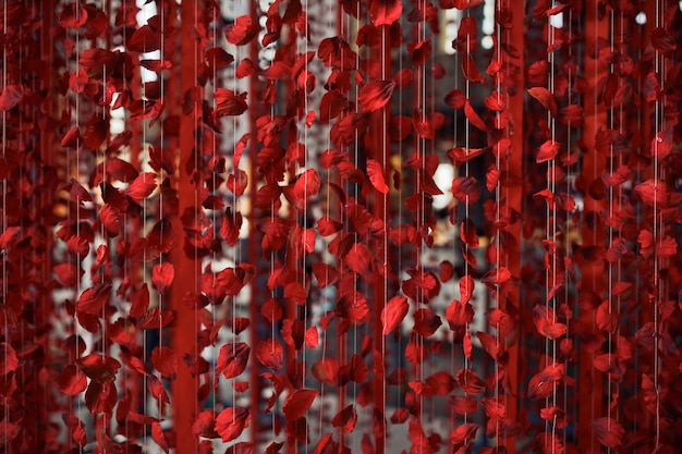 Red rose petals on the thread
