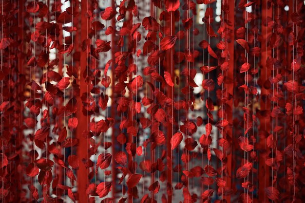 실에 빨간 장미 꽃잎
