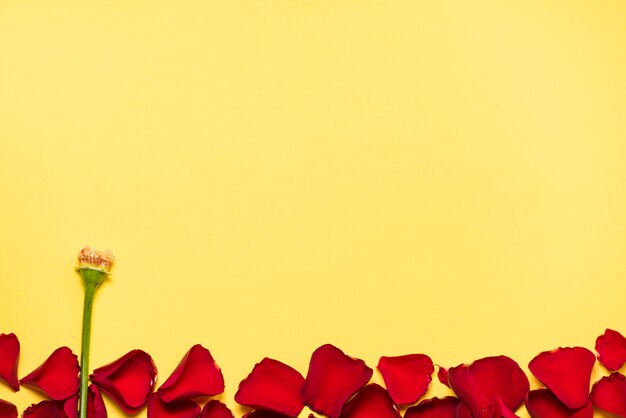 Red rose petals with green branch on table