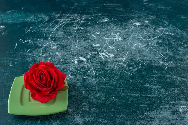 Red rose in a plate, on the blue background.