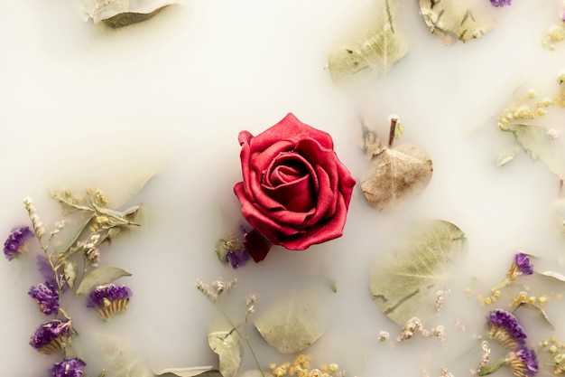 Foto gratuita rosa rossa in acqua colorata bianca