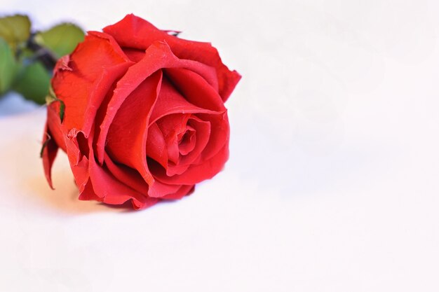 «Красная роза на белом»