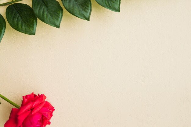 Red rose with green leaves on beige background