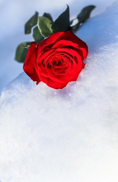 Red rose with green leaves on a white natural snow background. holiday concept.