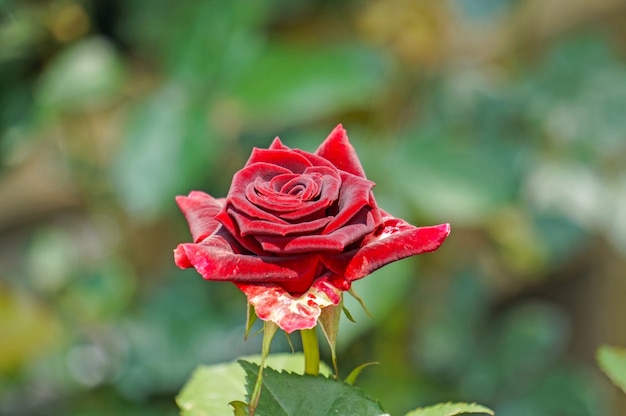 Red rose