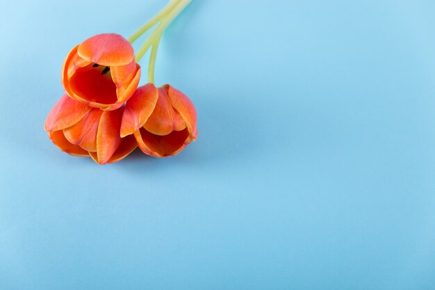 Red roses on blue background