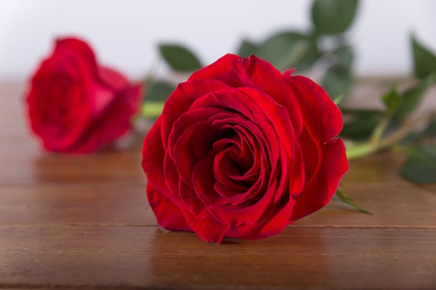 Red roses close up