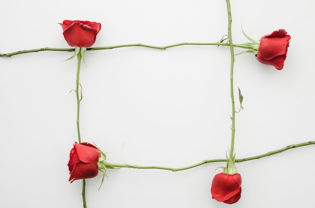 Red roses flowers