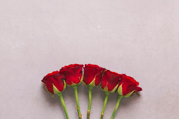 Red roses on pink background