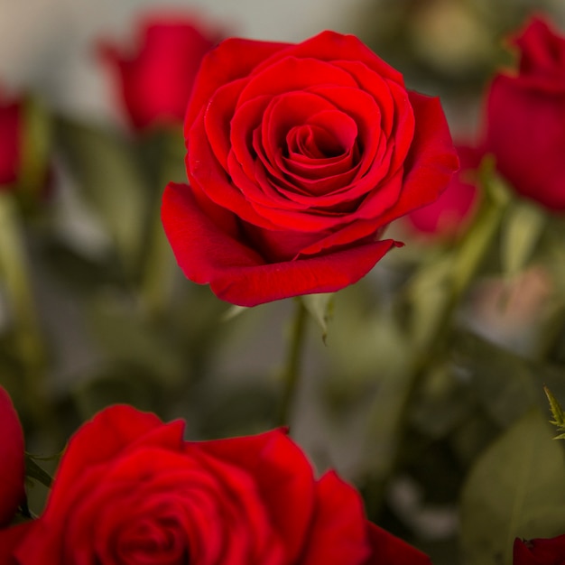 Foto gratuita rose rosse con sfondo sfocato