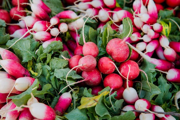 Red round fruits on green leaves