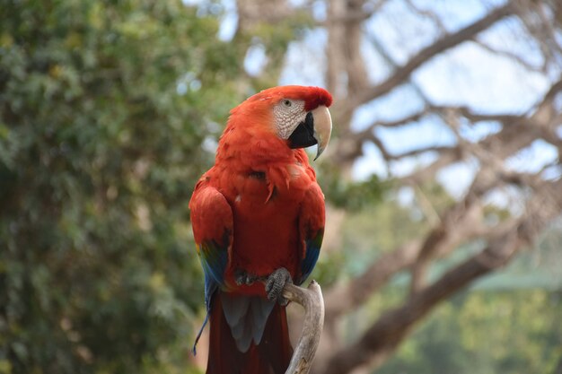 Red scarlet macaw with a hooked beak on a branch.