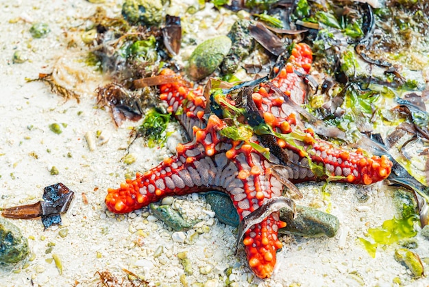 Бесплатное фото Красная морская звезда на песчаном пляже в водорослях во время отлива. нунгви, занзибар, танзания