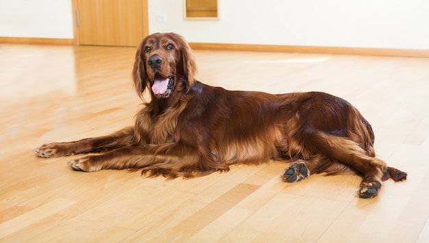 Free photo red  setter lying on   floor