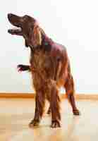 Free photo red  setter standing on parquet floor