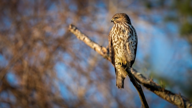 Free photo red shouldered hawk